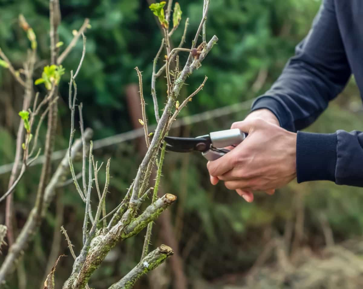 cutting a tree with garden shears