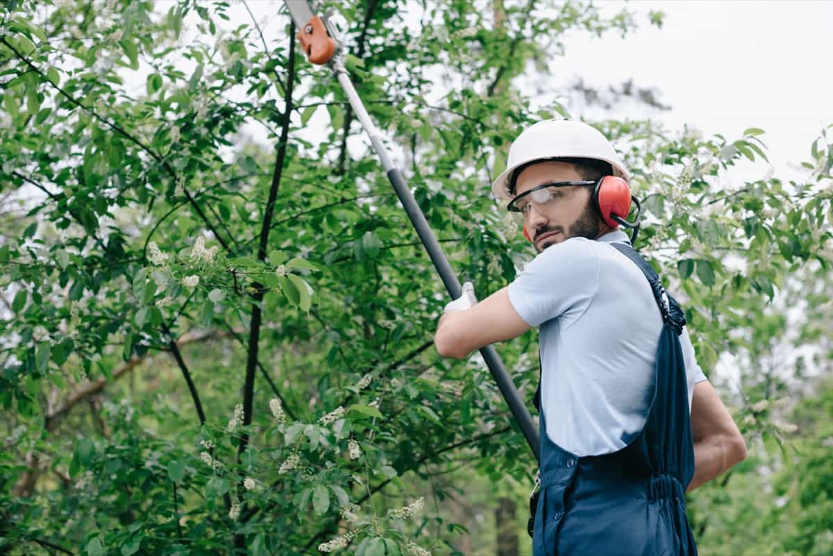 gardener in helmet trimming trees with telescopic pole saw
