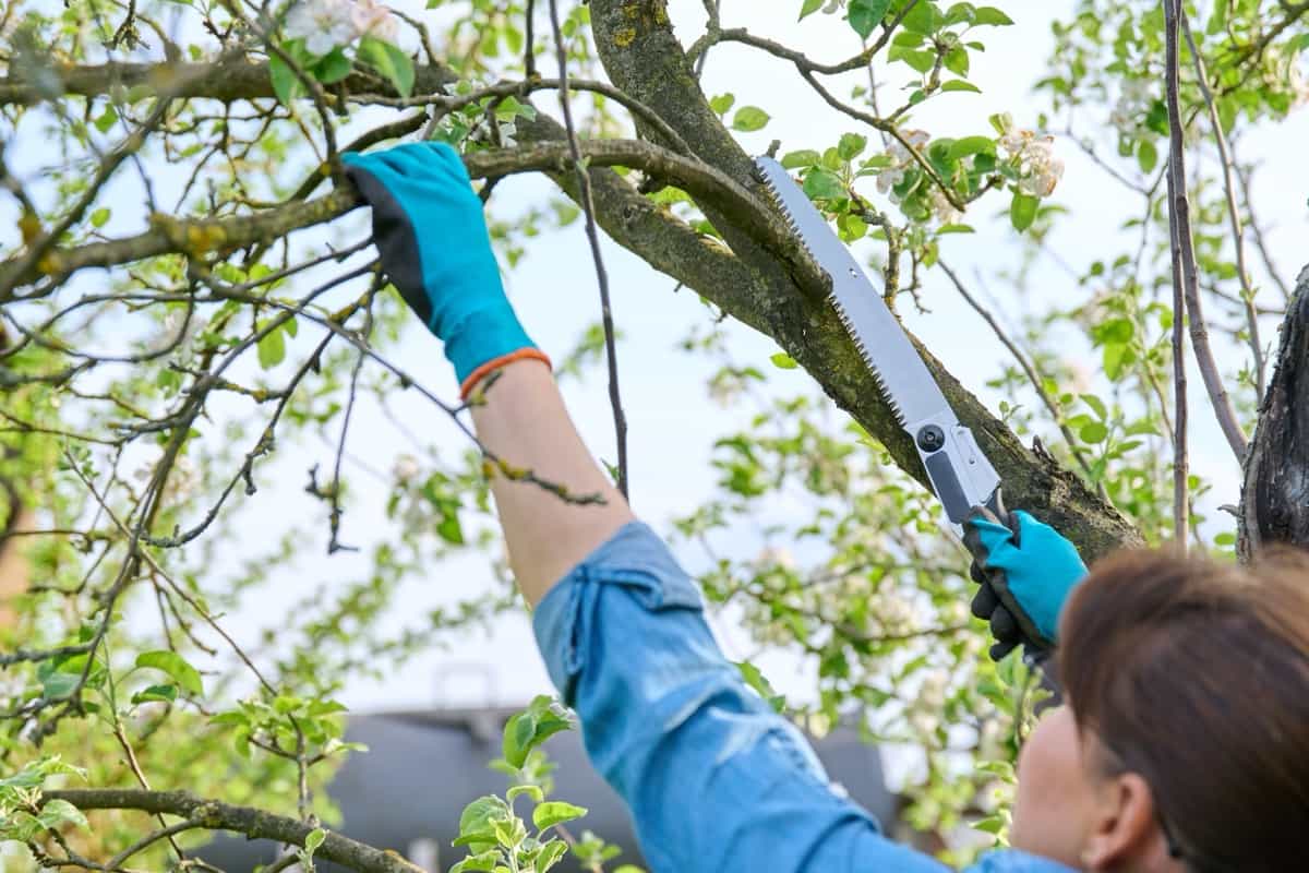 gardener in gloves with garden saw cutting down a dry branch on an apple tree