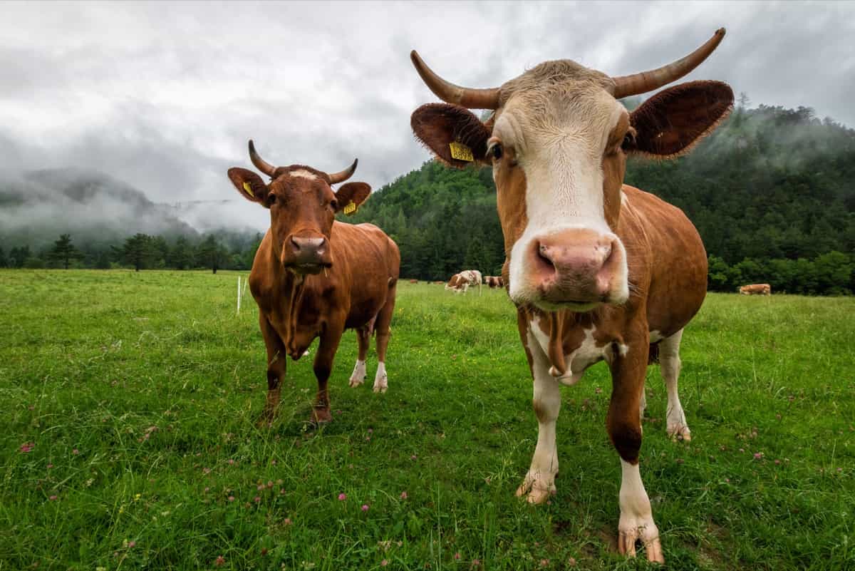 Hybrid Cows