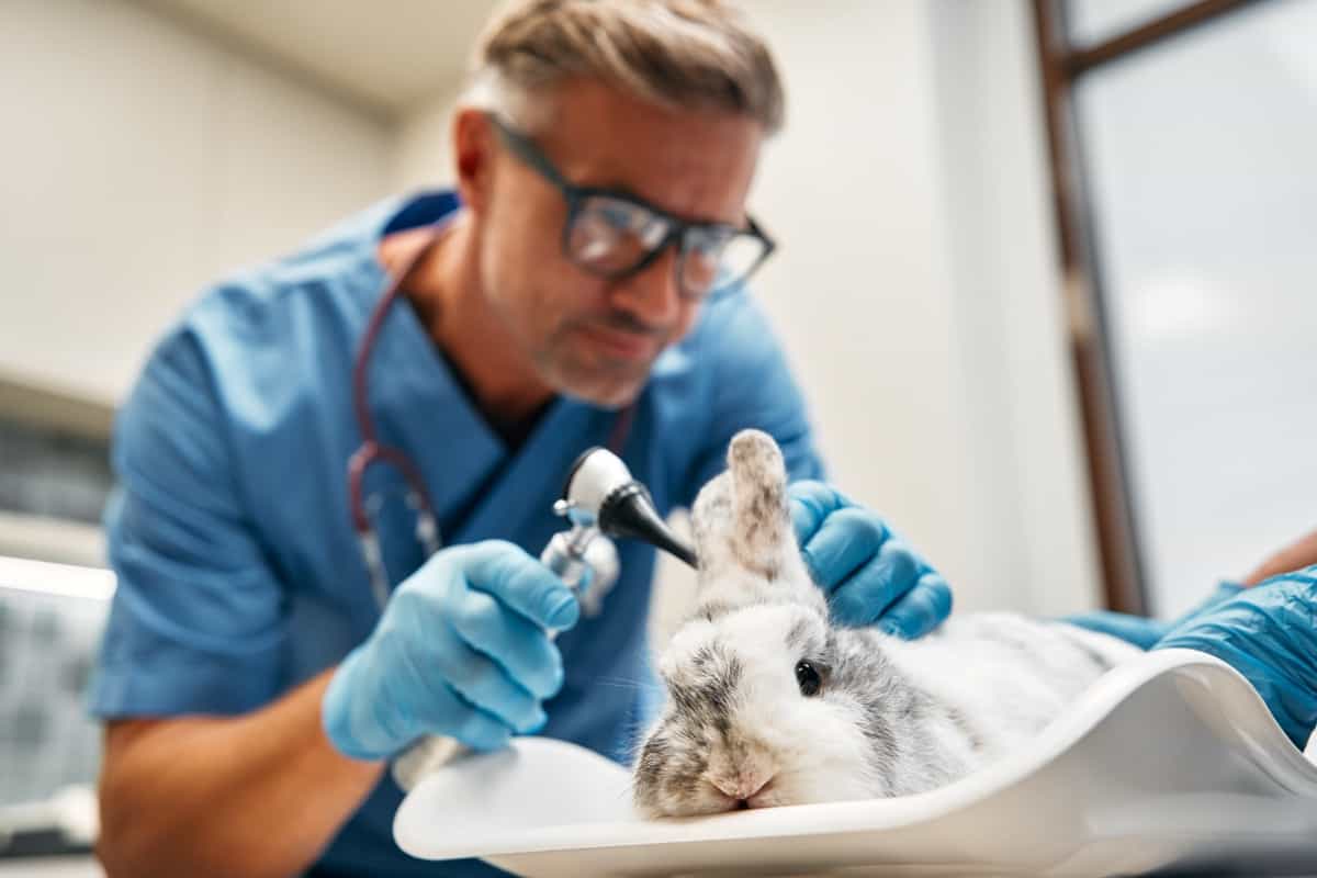 Rabbit Disease Management