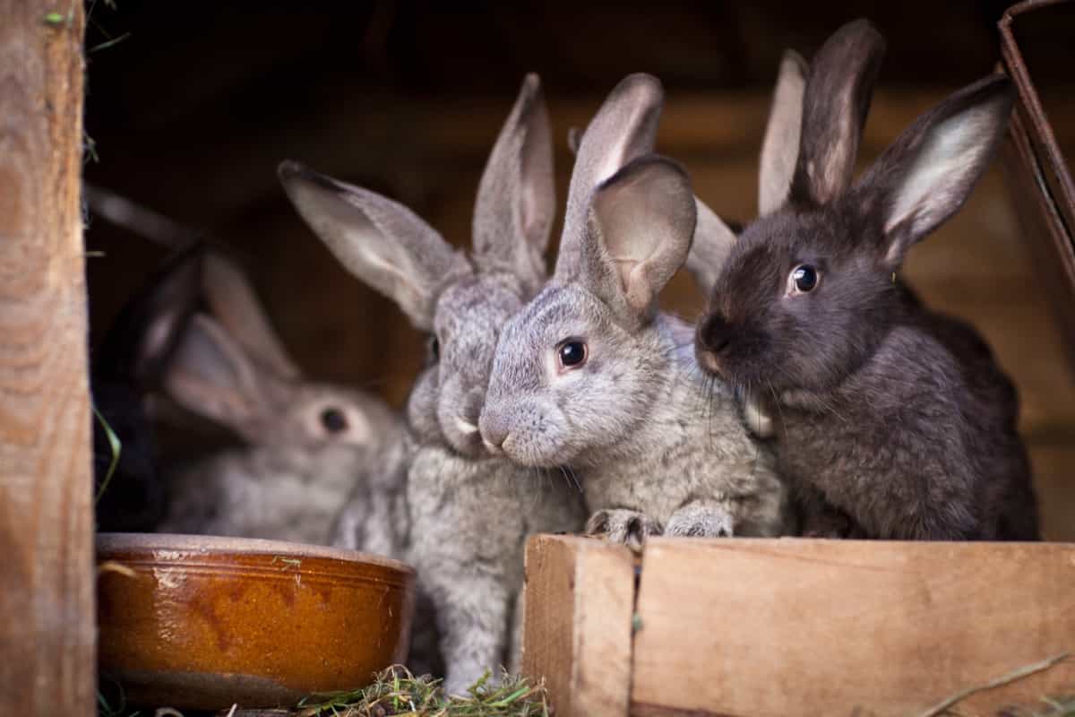 Young rabbits popping out of a hutch
