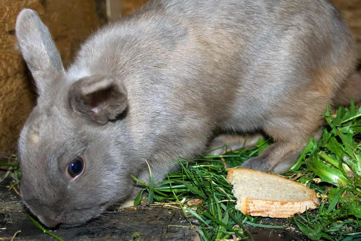 Rabbit Eating Grass