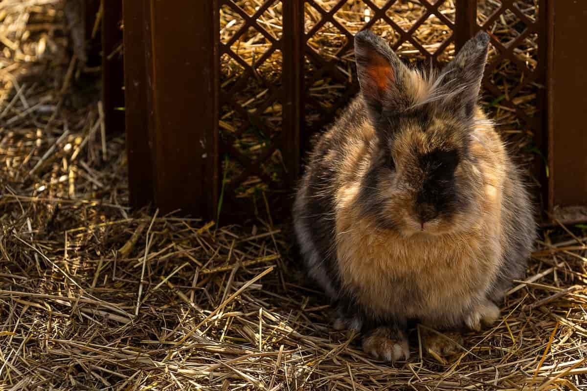 How to Start Rabbit Farming in Israel