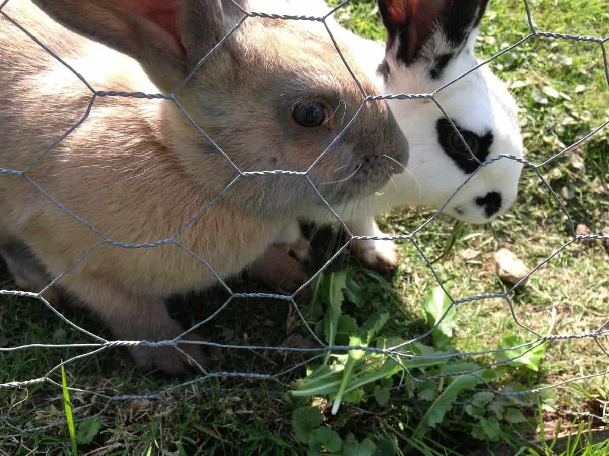 Rabbit Farm Fence