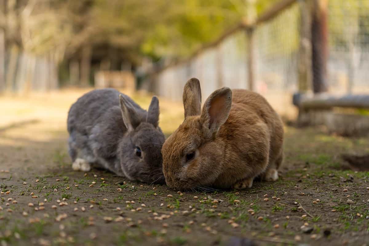 How to Start Rabbit Farming in Nigeria