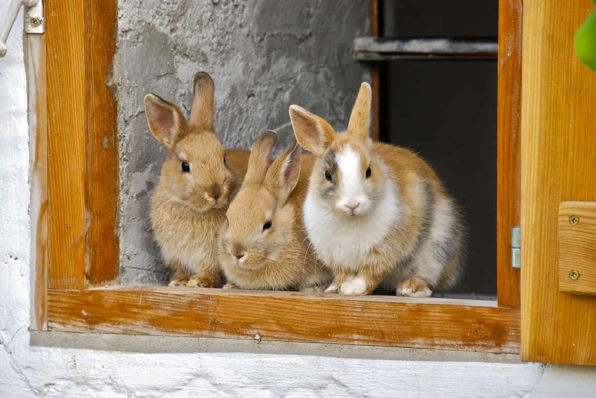 Rabbit Farm Housing Design