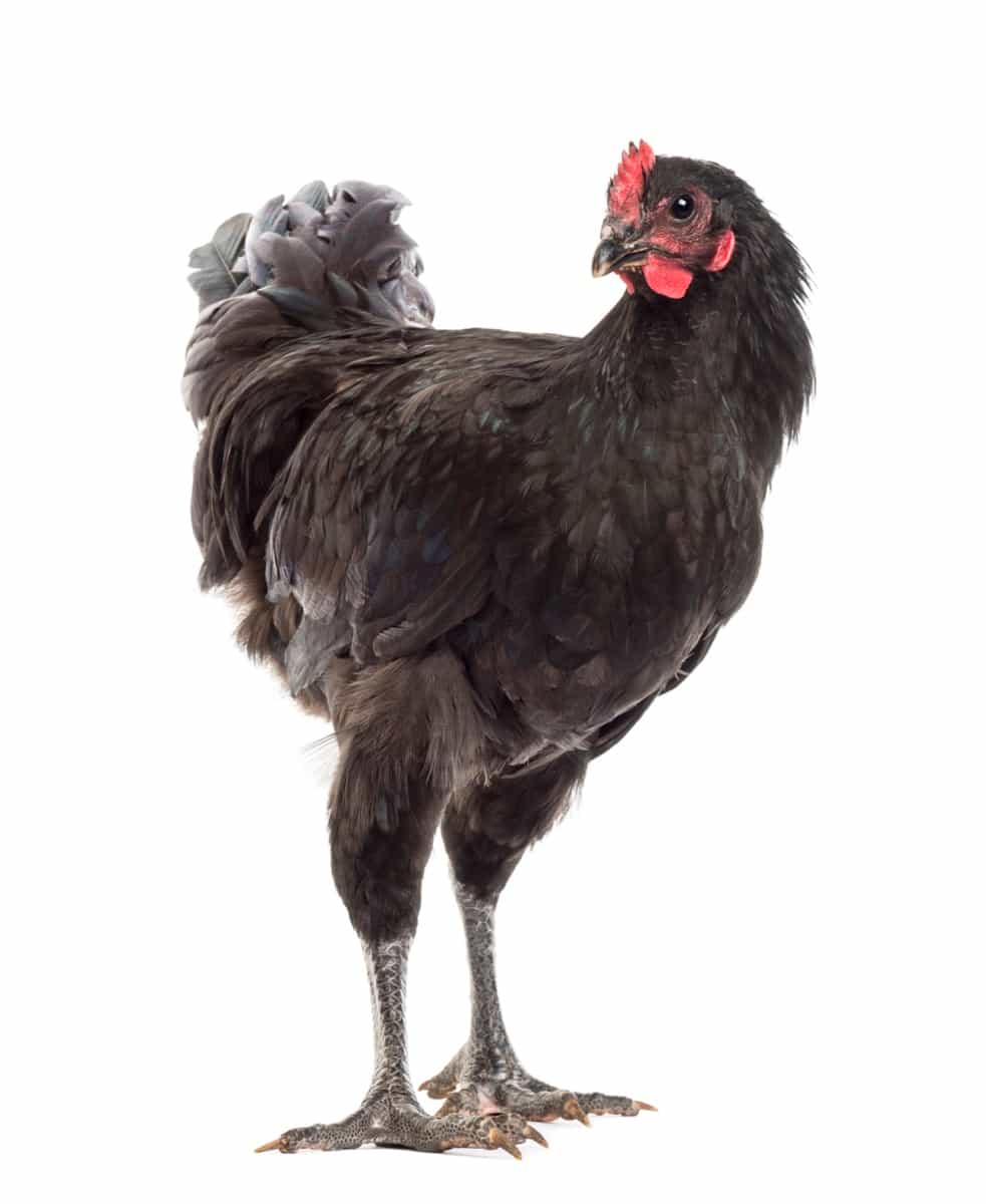 Australorp Chicken
