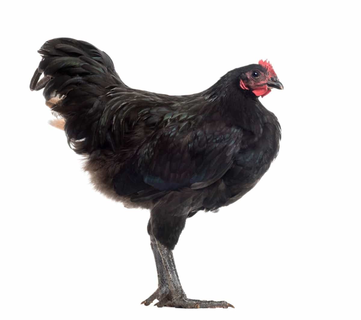 Raising Australorp Chicken