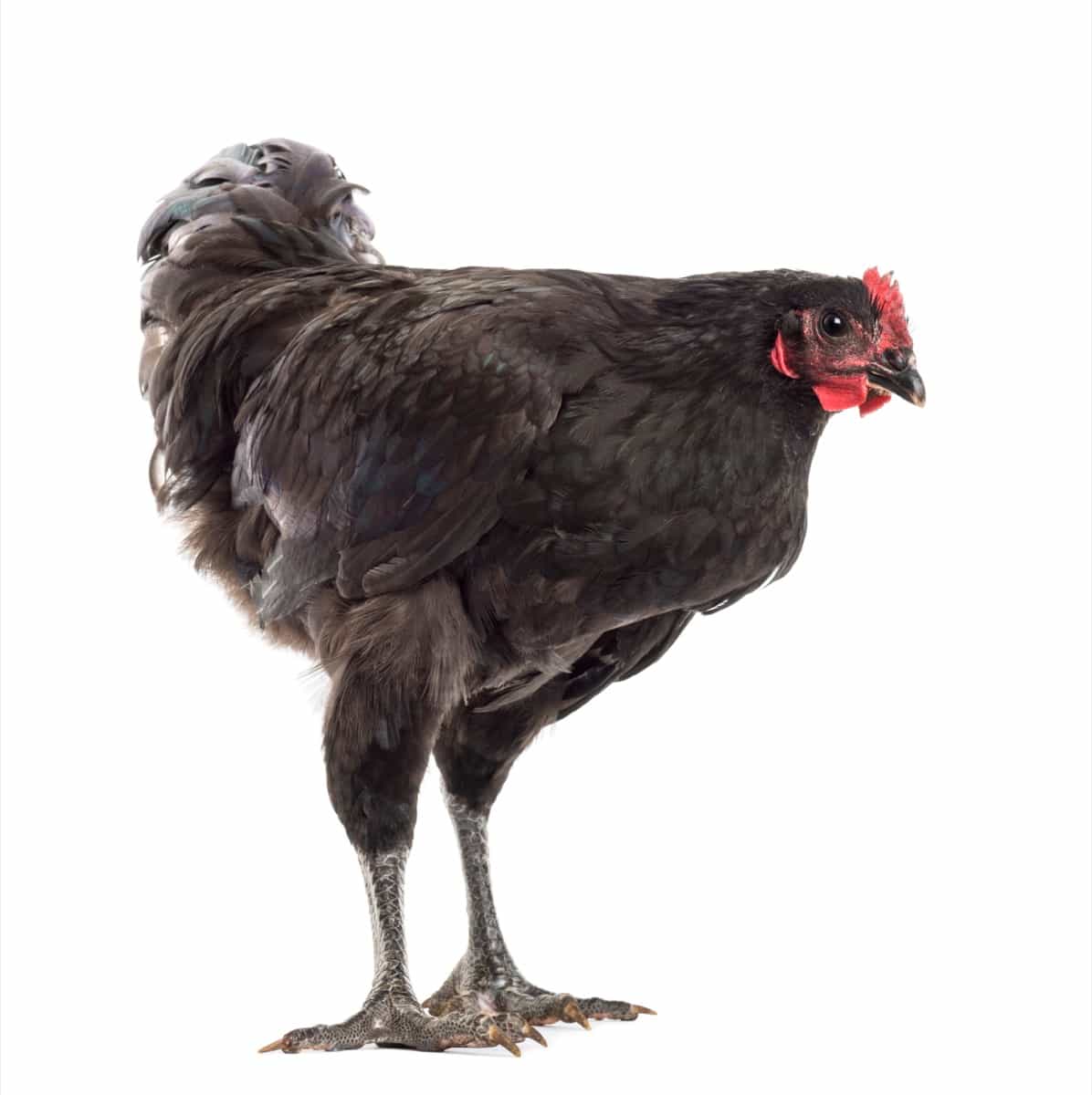 Australorp Chicken Breed