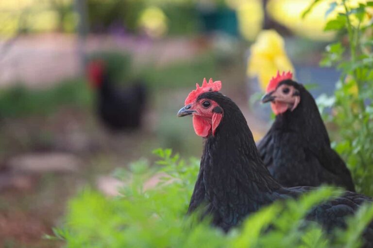 Ultimate Guide to Raising Australorp Chickens: Profile, Farming Economics, Egg Production, Diet, and Care
