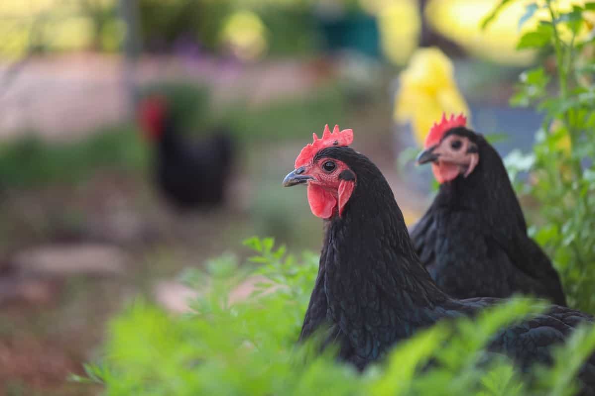 Australorp Chicken Farming