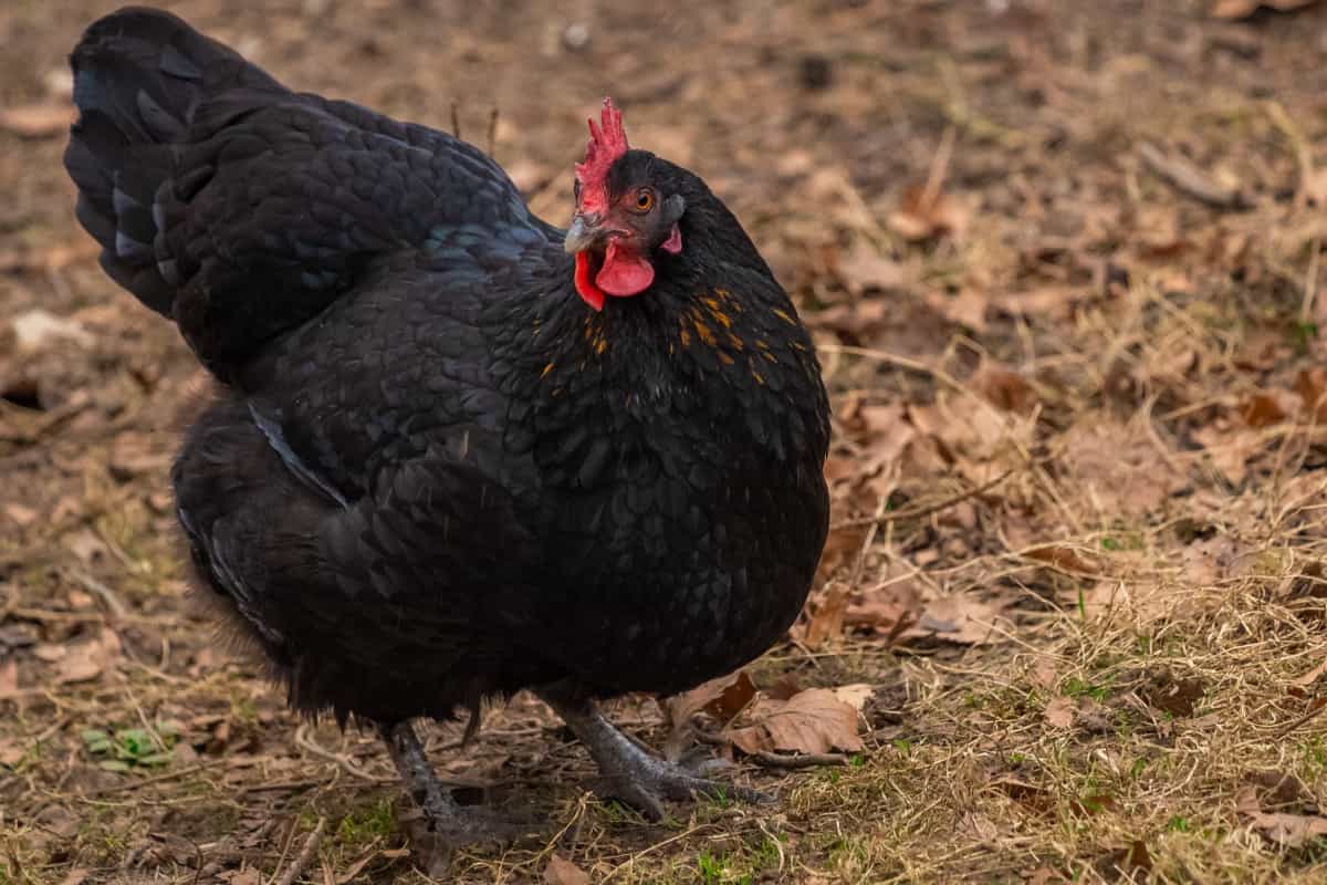 Australorp Chicken Black