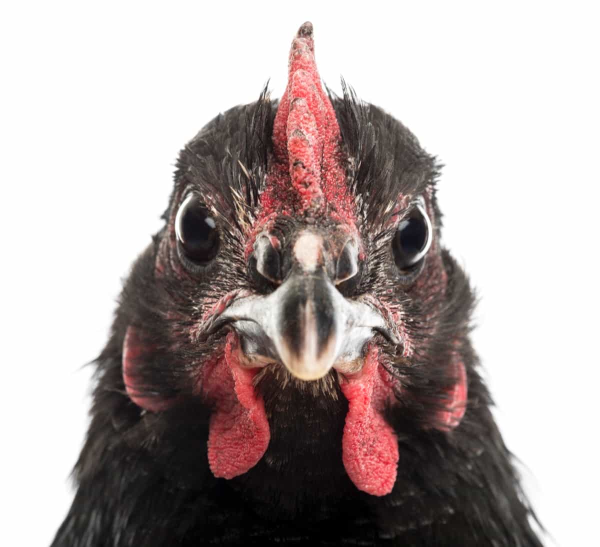 Australorp Poultry Brred