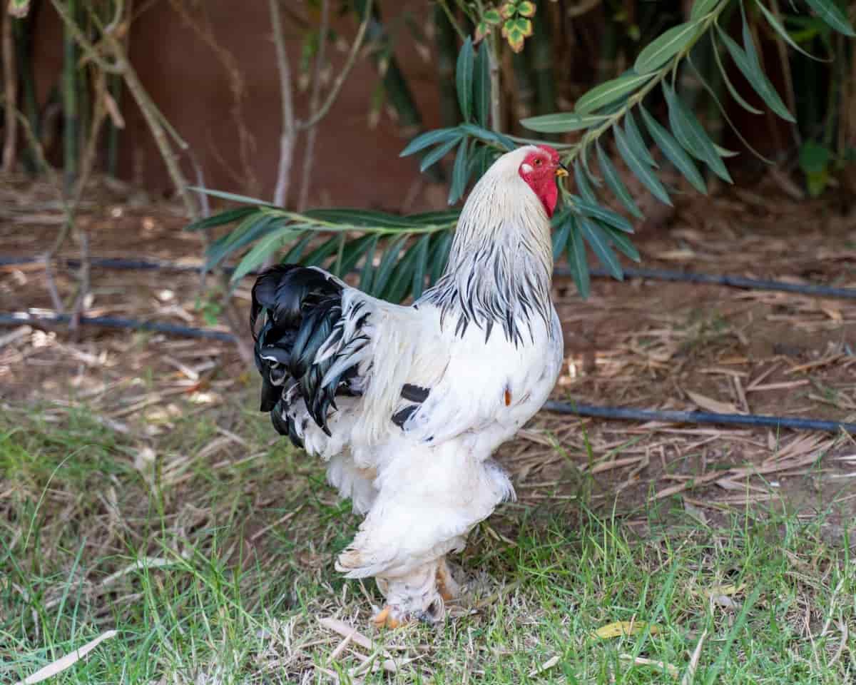 Raising Brahma Chickens