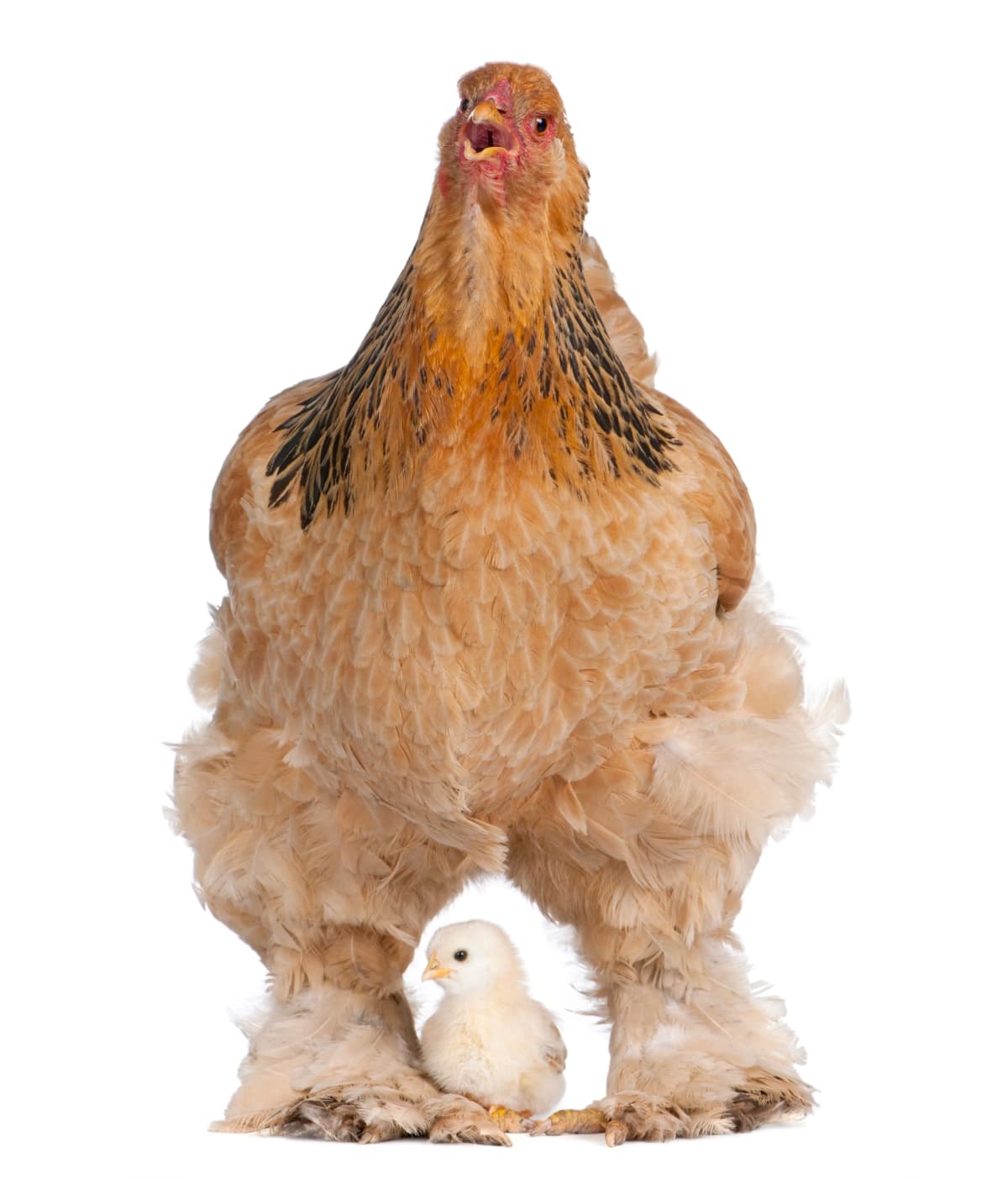 Brown Brahma Hen and Her Chick