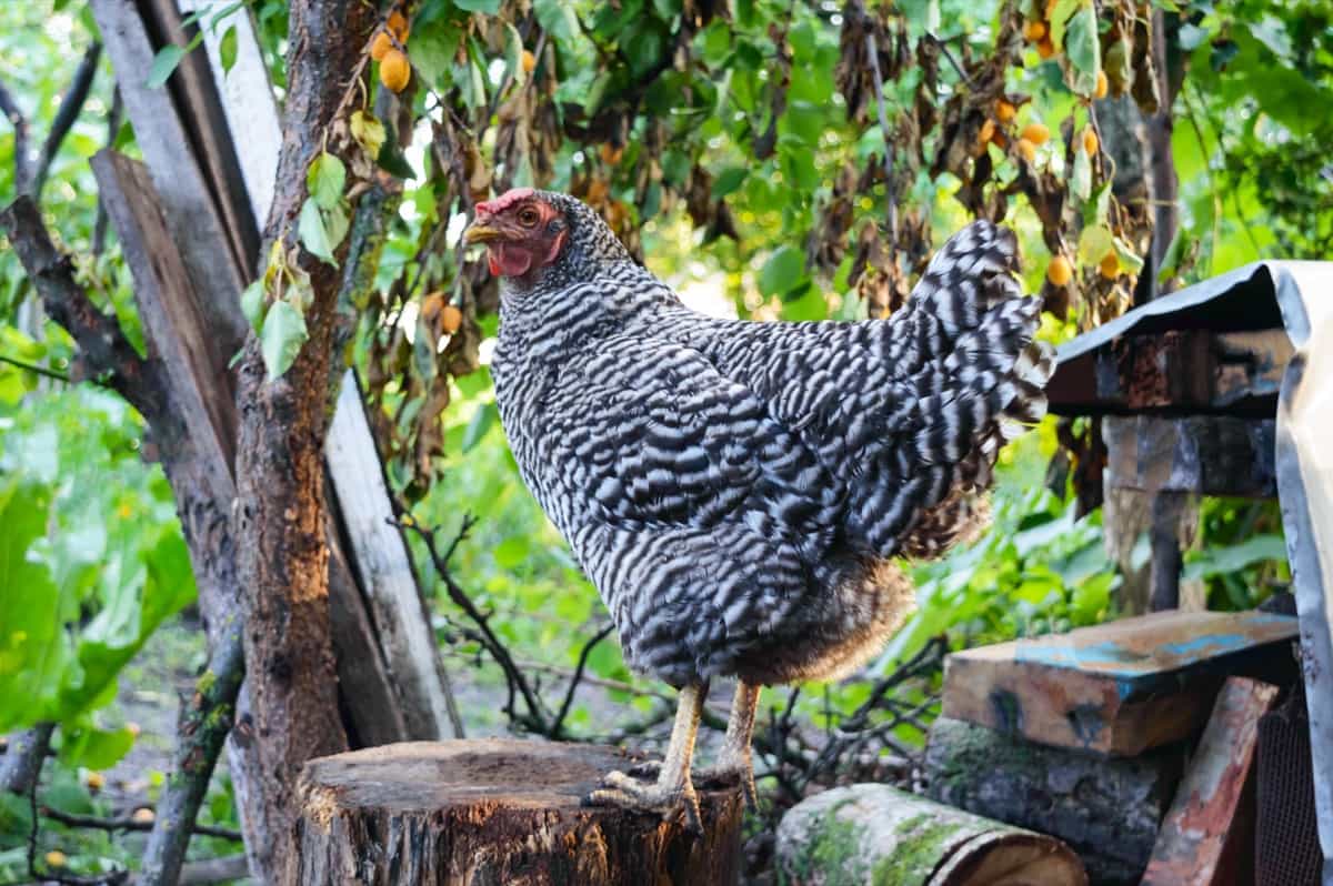 Ultimate Guide to Raising Dominique Chickens