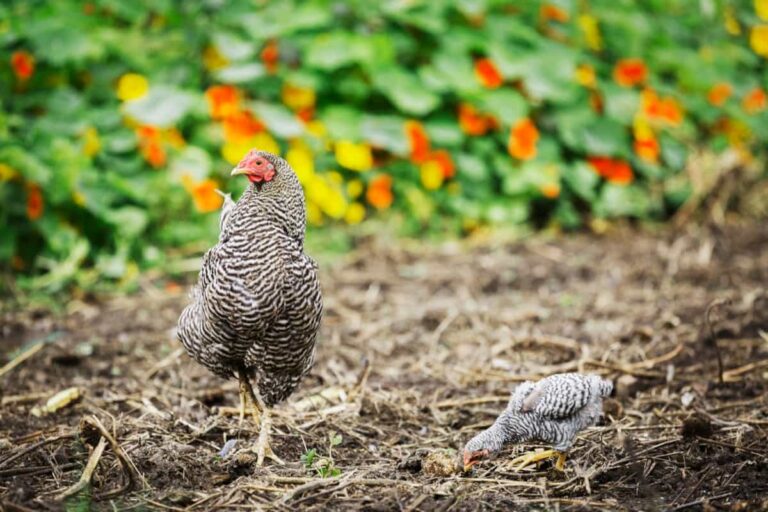 Ultimate Guide to Raising Dominique Chickens: Breeding, Feeding, Egg-Production, and Care