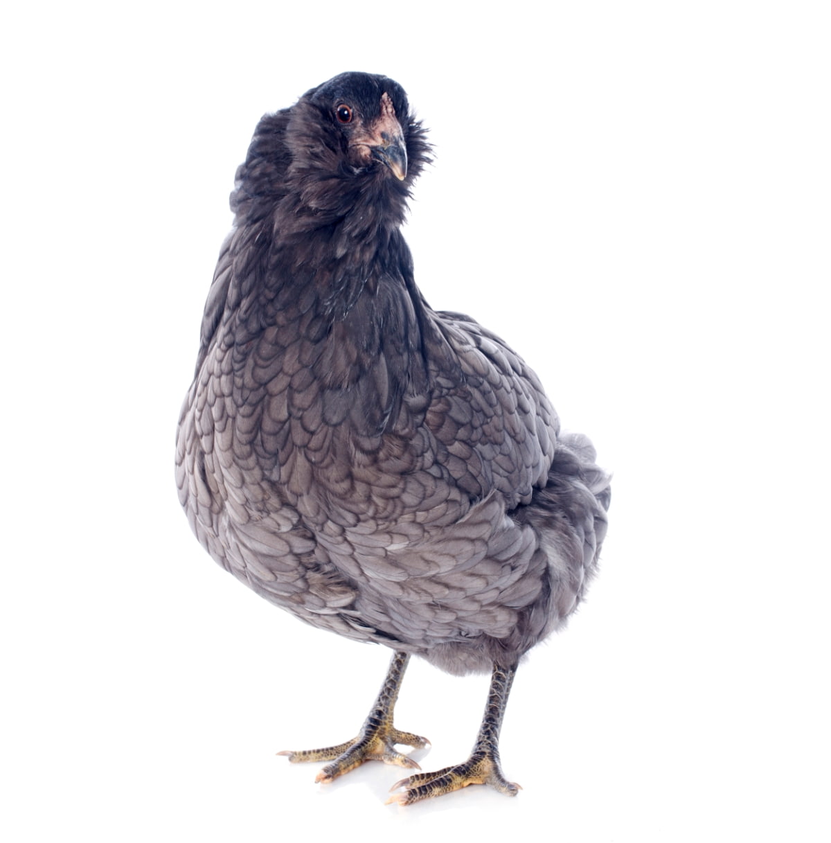 Liven Up Your Flock: Raising Easter Egger Chickens for Beauty and Generosity