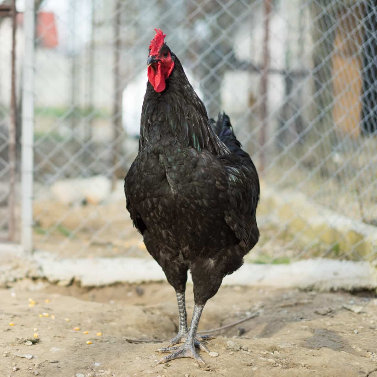 Jersy Black Hen/chicken