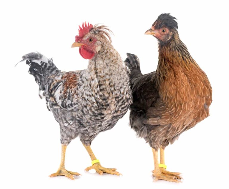 Ultimate Guide to Raising Legbar Chickens: Breeding, Farming Practices, Diet, Egg-Production