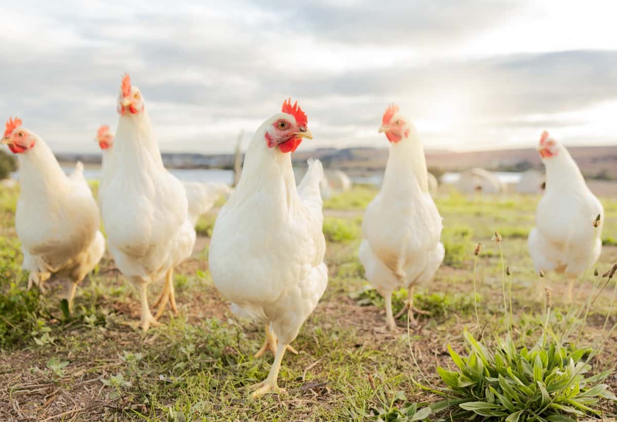 Raising Leghorn Chickens