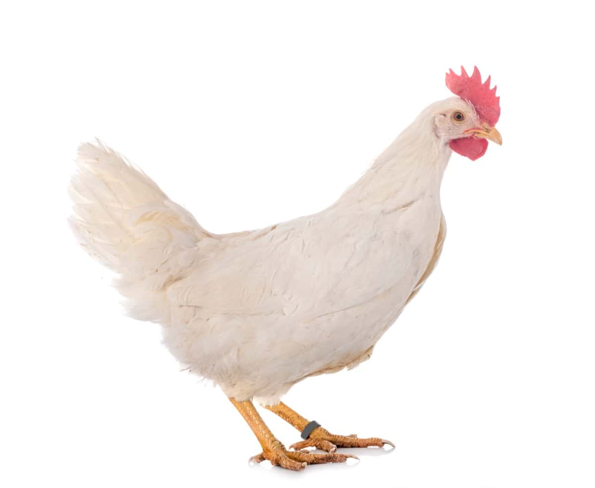 Leghorn chicken breed 