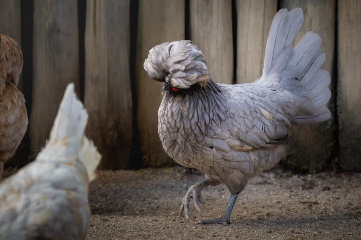 Ultimate Guide to Raising Polish Chickens: Breed Profile, Farm Economics, Diet and Care