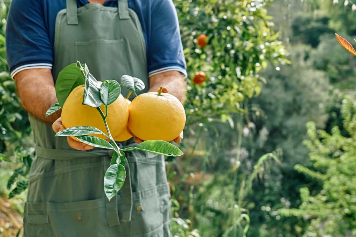 Fresh Citrus Harvest