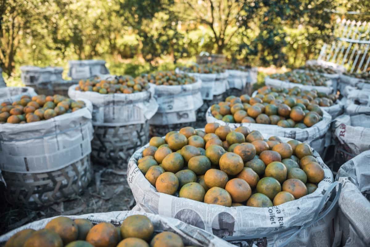 Harvest in a citrus farm