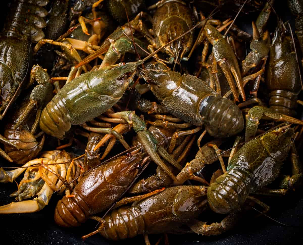 Fresh Crayfish