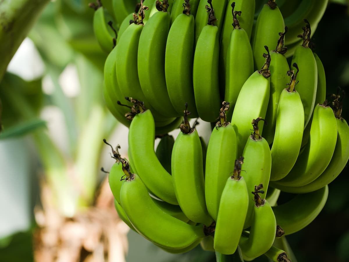 Robusta Banana Farming in India 