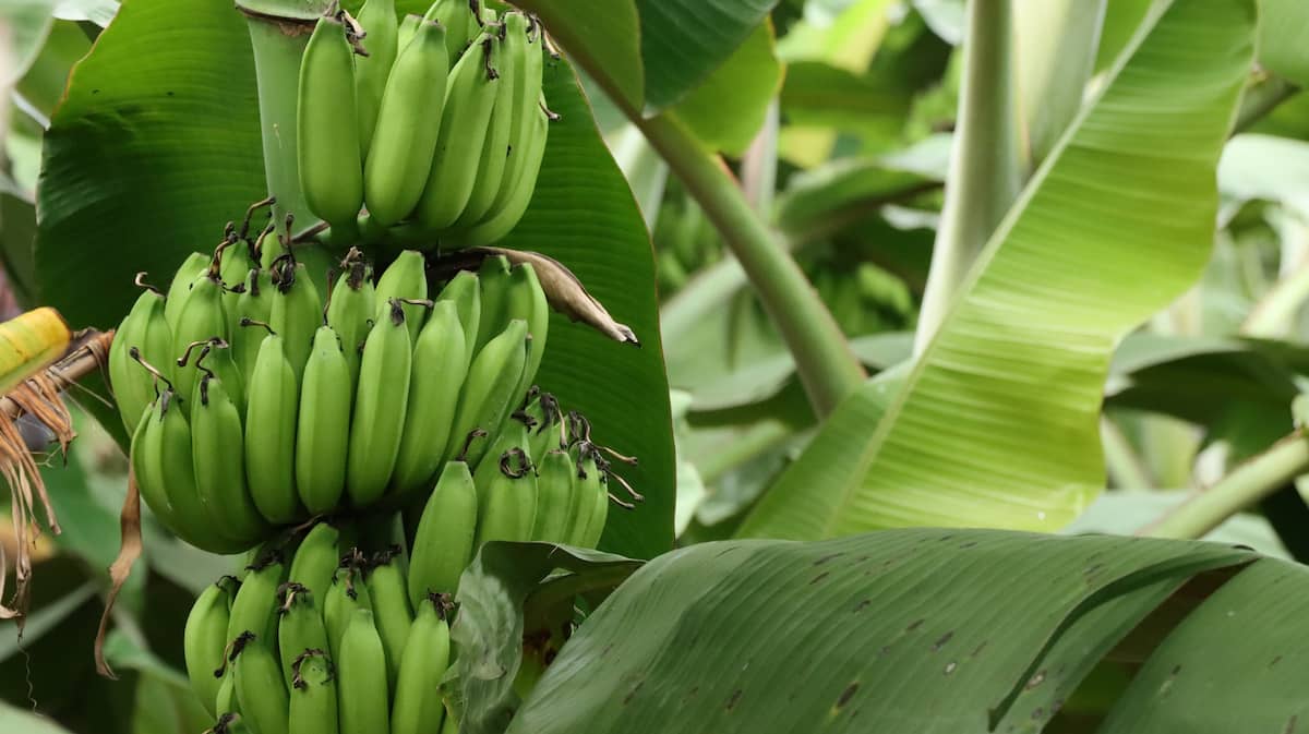 Banana Farm