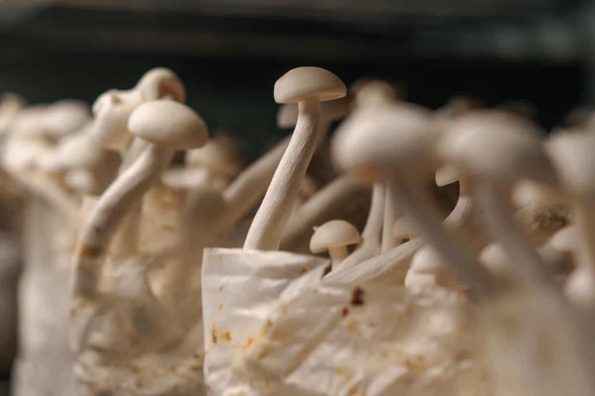 mushrooms growing in plastic bags