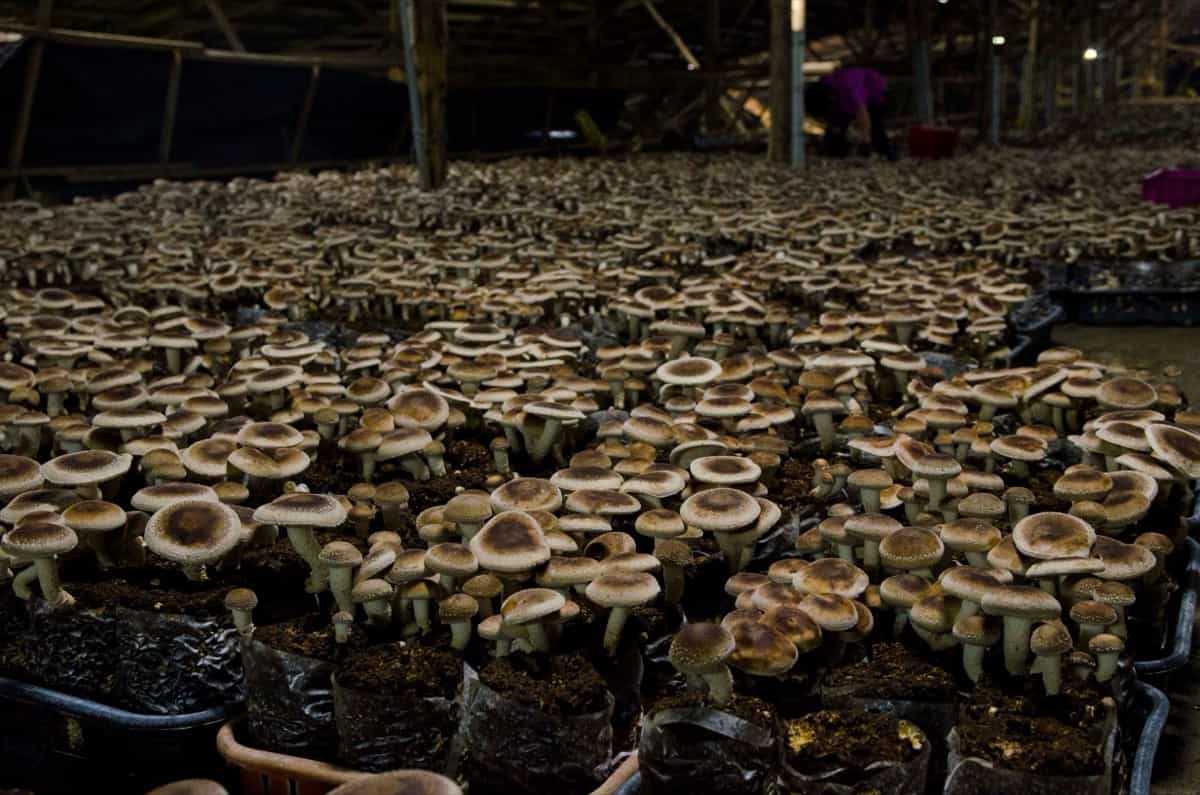 bunch of mushrooms growing in a greenhouse