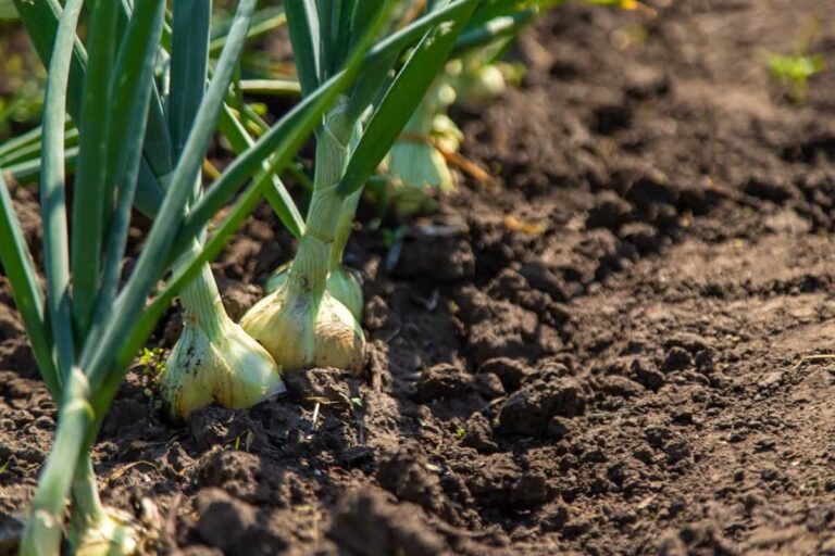 Unlock the Secrets of Onion Farming: A Step-by-Step Cultivation Guide for Beginners