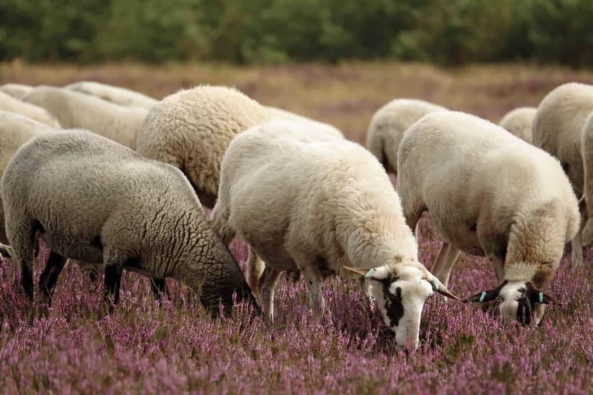 How to Start Sheep Farming in Israel