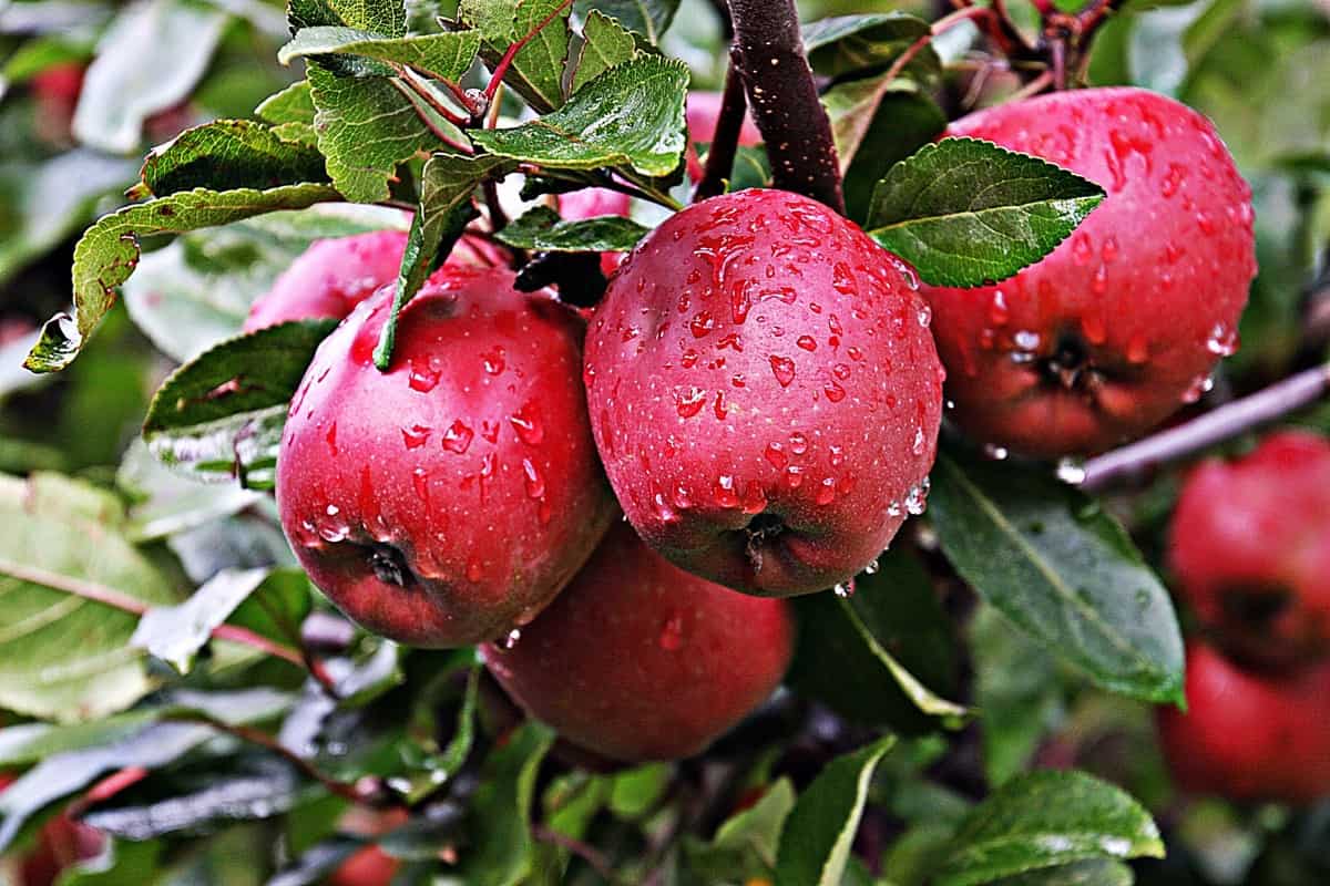 Shimla Apple Farming in India