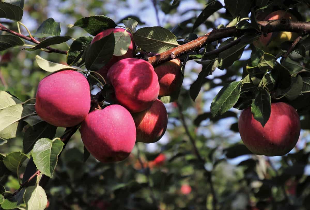Shimla Apple Cultivation