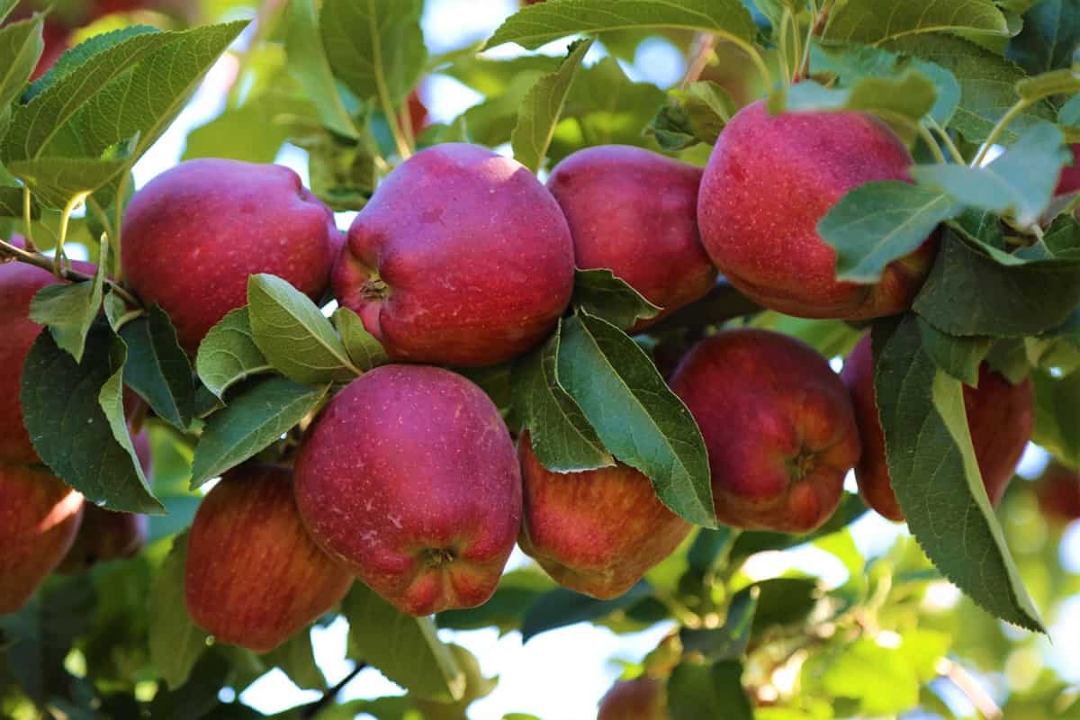 Shimla Apple Farming