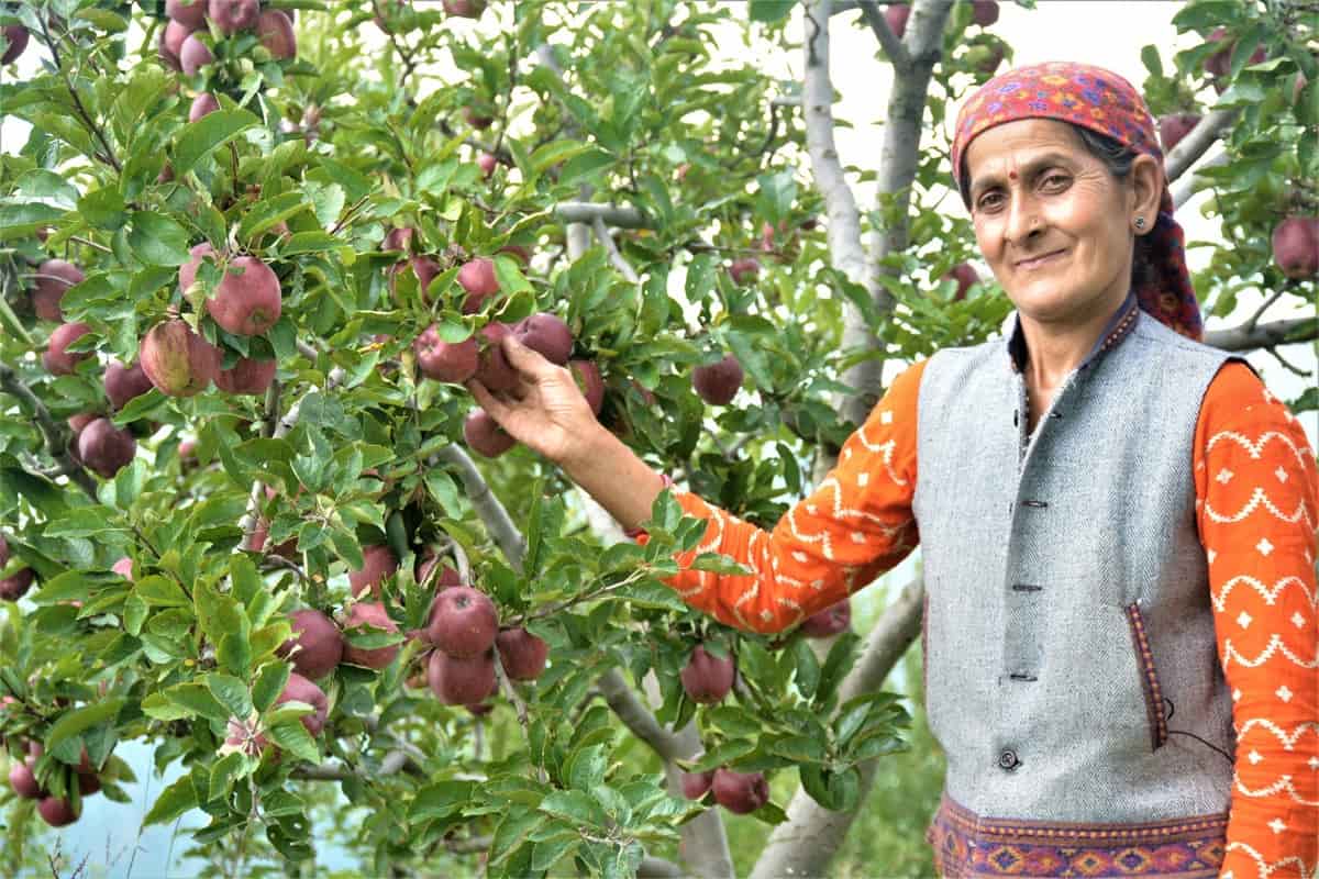 Shimla Apple Tree