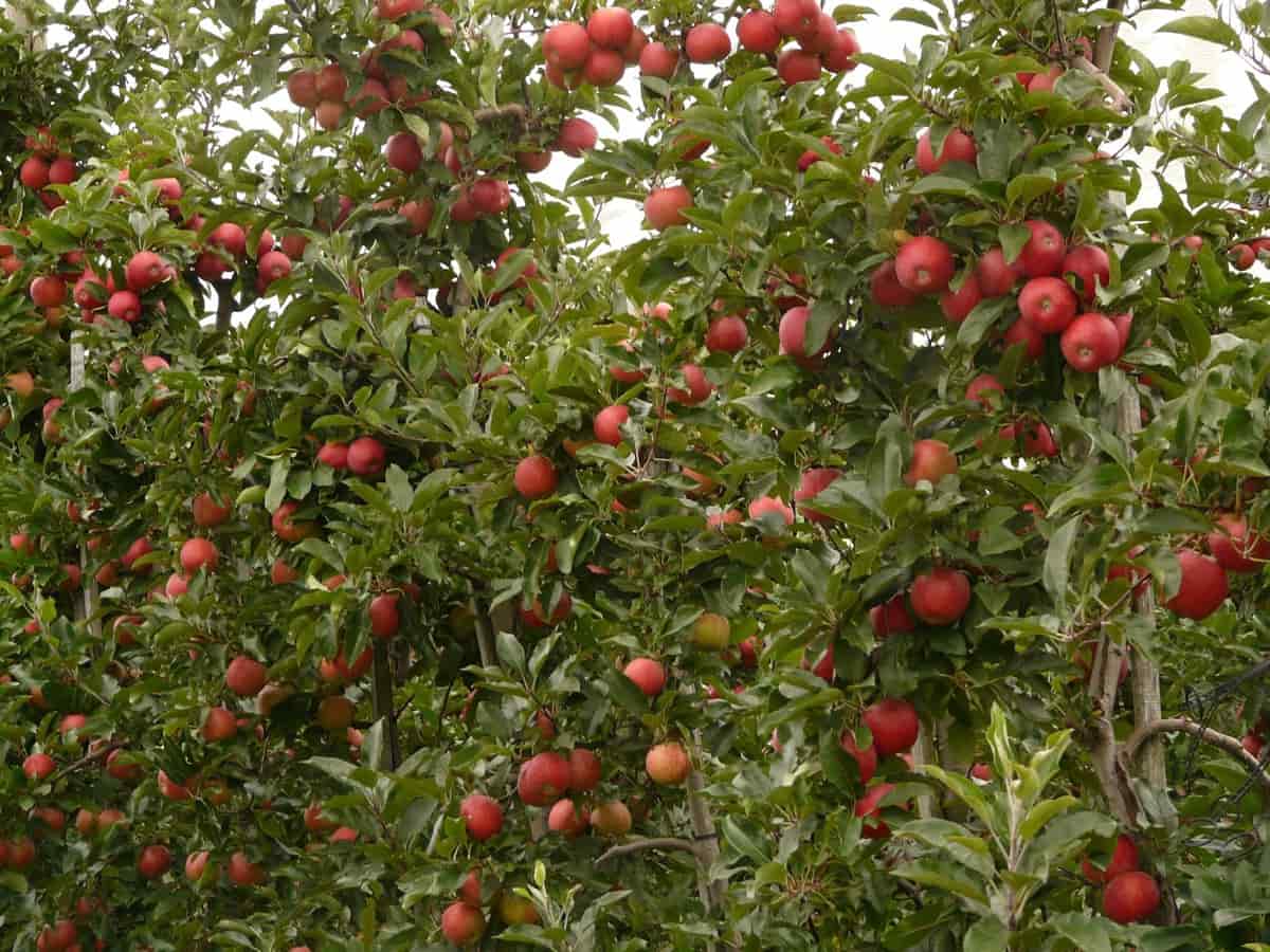 Shimla Apple Farm 