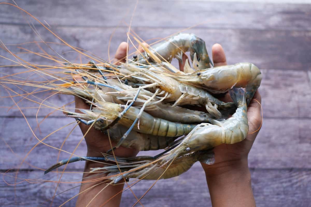  Shrimp Cultivation Mastery