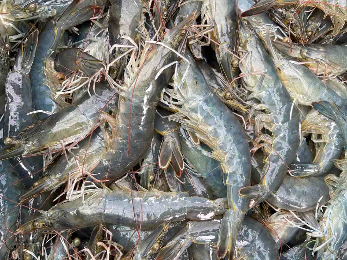 Harvesting Shrimp