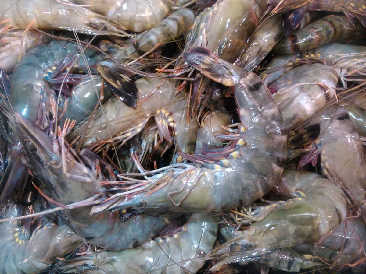 How to Start Shrimp Farming in Nigeria