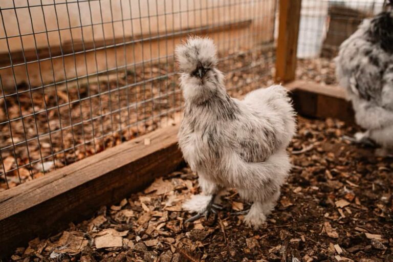 Silkie Chicken Farming: Raising Practices, Varieties, Egg Production, Diet, and Care