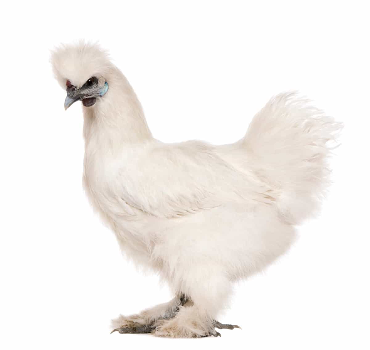 White Silkie Chicken Breed