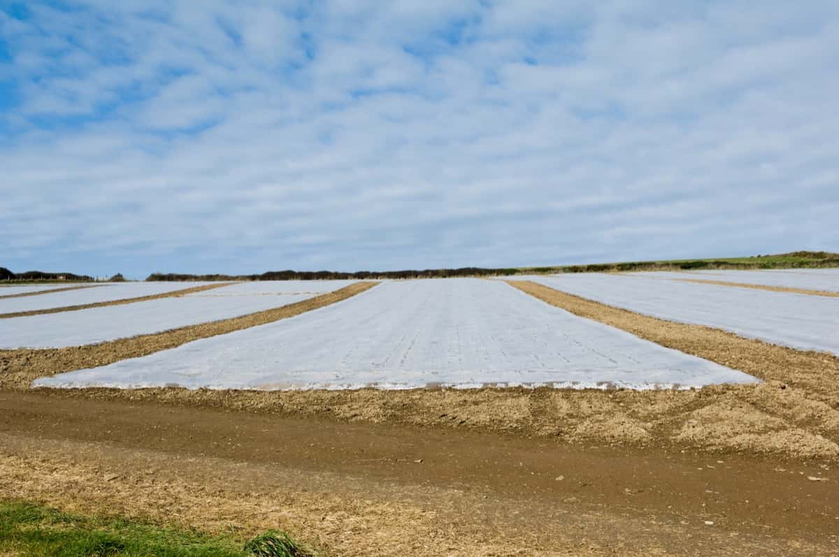 Plastic covered crop in field