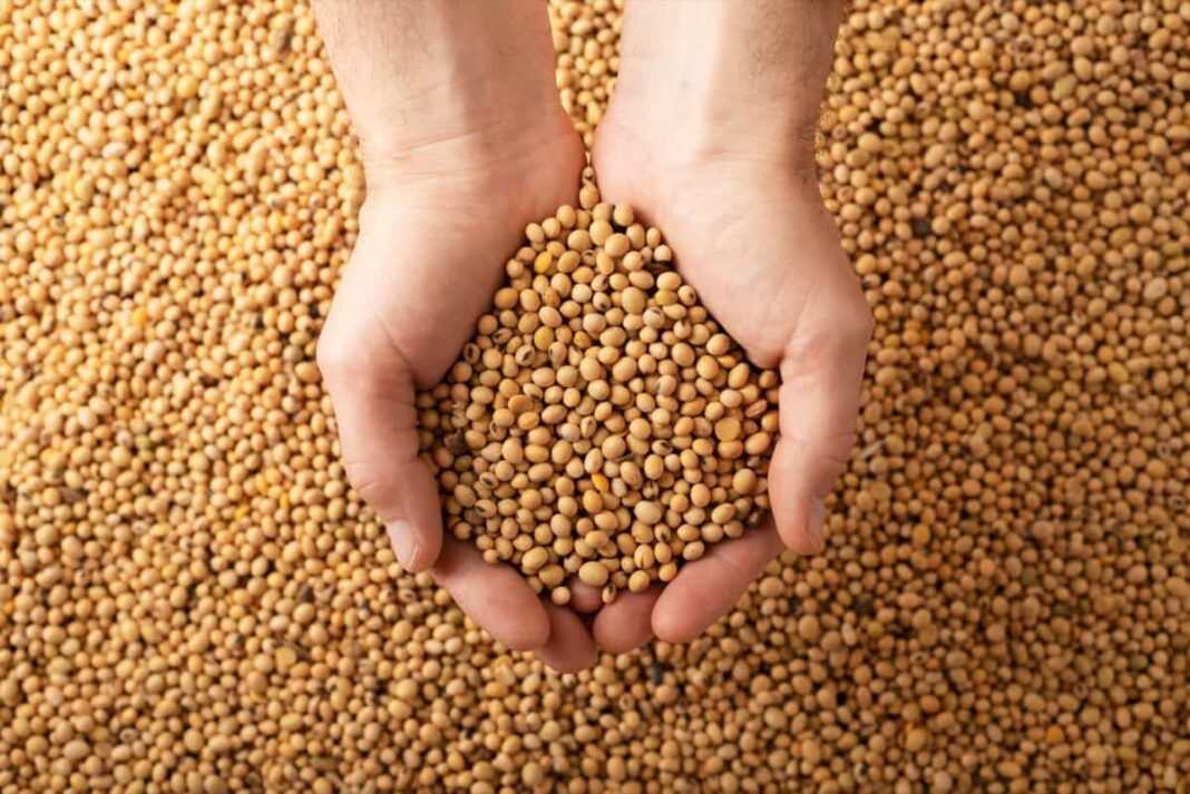 business plan on soybean processing