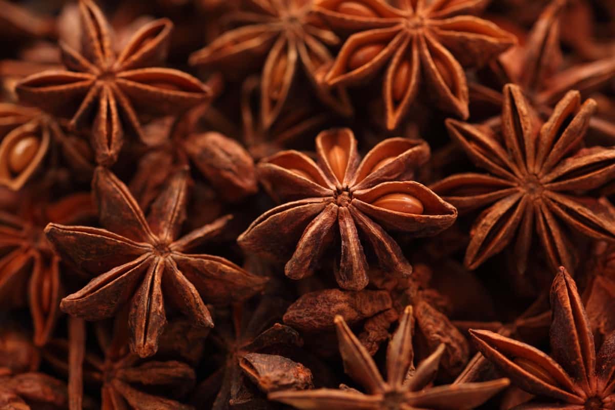 Star Anise Cultivation in India
